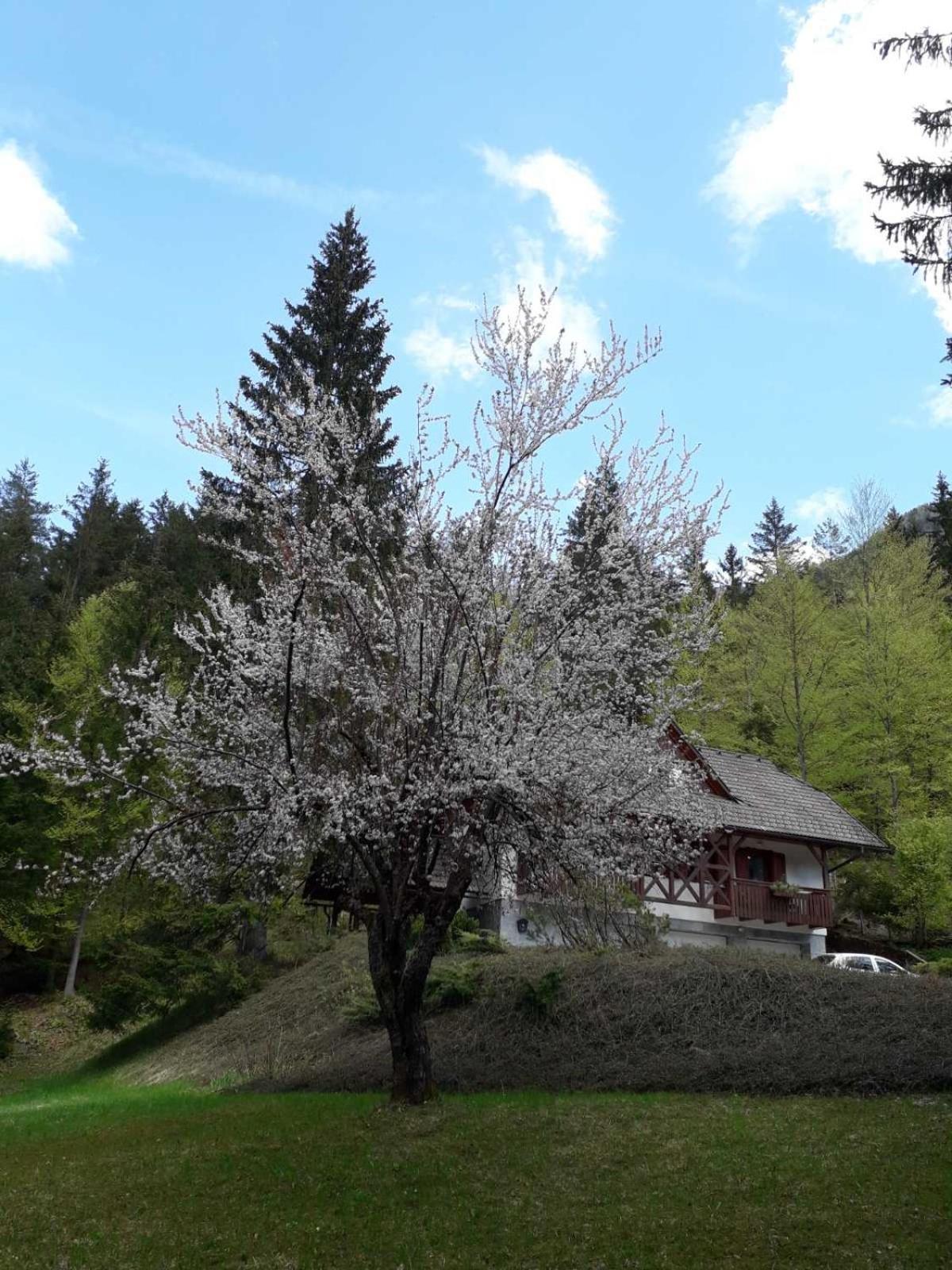 Apartma Gaja Kranjska Gora Buitenkant foto